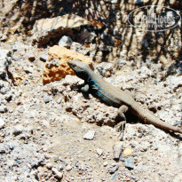 фото из отзыва ID 792025