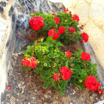 фото из отзыва ID 793958