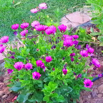 фото из отзыва ID 793958