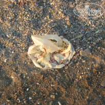 фото из отзыва ID 794958