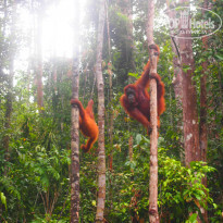 фото из отзыва ID 795457