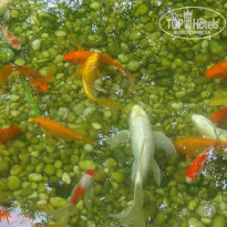 фото из отзыва ID 796515