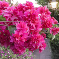 фото из отзыва ID 796715