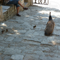 фото из отзыва ID 796948