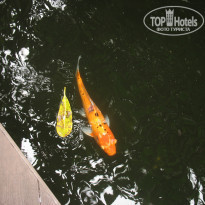 фото из отзыва ID 797660