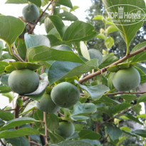 фото из отзыва ID 798684