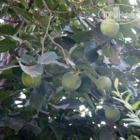 фото из отзыва ID 799396