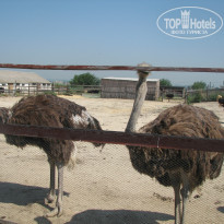 фото из отзыва ID 799824