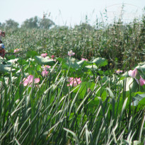 фото из отзыва ID 799824