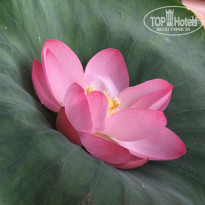 фото из отзыва ID 799824