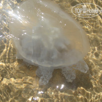 фото из отзыва ID 799824