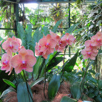 фото из отзыва ID 800510