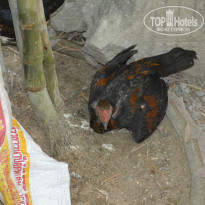 фото из отзыва ID 800442