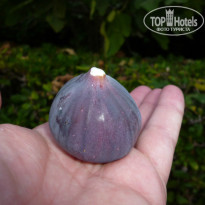 фото из отзыва ID 801806