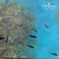 фото из отзыва ID 804344