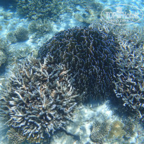 фото из отзыва ID 804423