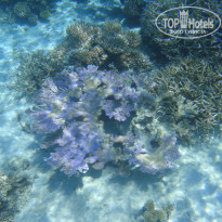 фото из отзыва ID 804423