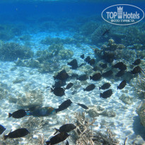 фото из отзыва ID 804423