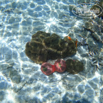 фото из отзыва ID 804423