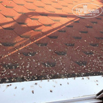 фото из отзыва ID 804515