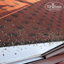 фото из отзыва ID 804515