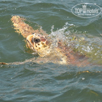 фото из отзыва ID 805092