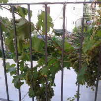 фото из отзыва ID 805186