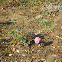 фото из отзыва ID 807880