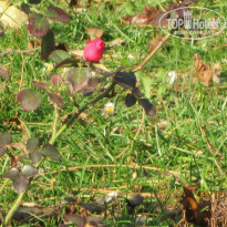 фото из отзыва ID 807880