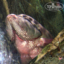 фото из отзыва ID 808143