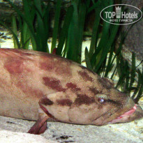 фото из отзыва ID 808143