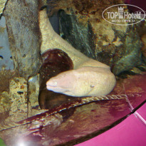 фото из отзыва ID 808143