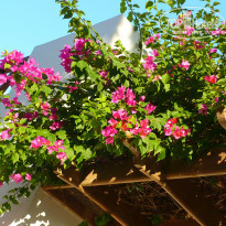 фото из отзыва ID 808155