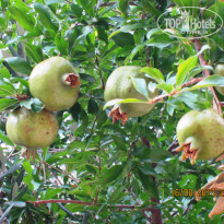 фото из отзыва ID 809728