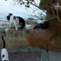 фото из отзыва ID 810122