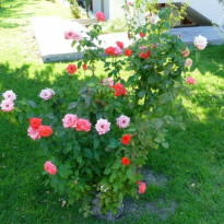 фото из отзыва ID 812169