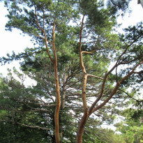 фото из отзыва ID 812107