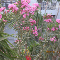 фото из отзыва ID 813835