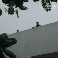 фото из отзыва ID 813746