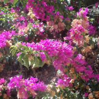 фото из отзыва ID 814717