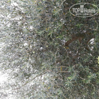 фото из отзыва ID 814950