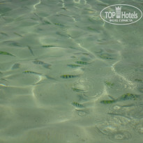 фото из отзыва ID 816666