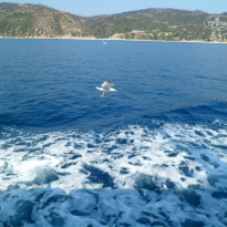 фото из отзыва ID 816703