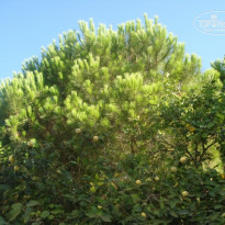 фото из отзыва ID 816843