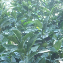 фото из отзыва ID 816843