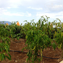 фото из отзыва ID 821231