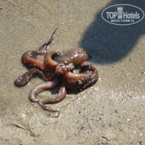 фото из отзыва ID 821346