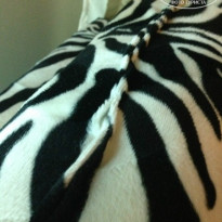 фото из отзыва ID 822254