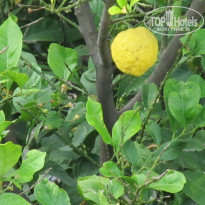 фото из отзыва ID 823272