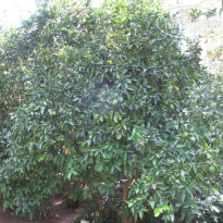 фото из отзыва ID 824628